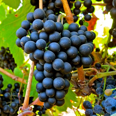 Close-up of ripe black winegrapes on the vine in Lodi, California, ready for harvest.