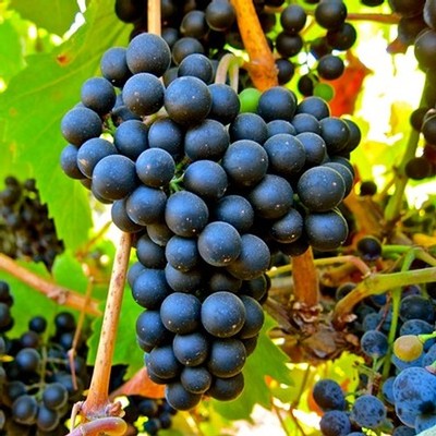 Close-up of ripe dark purple wine grapes hanging on the vine in Lodi, California.