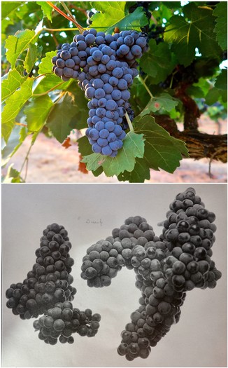 Close-up of a ripe purple winegrape cluster on the vine, with green leaves in the background.