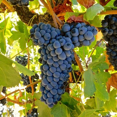 Close-up of ripe dark purple winegrapes hanging on the vine in Lodi, California.