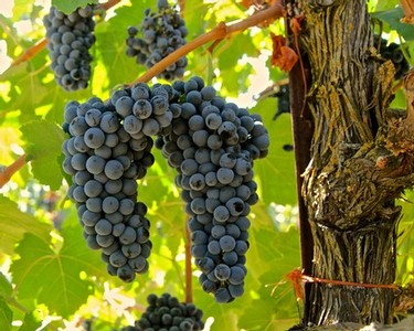 Close-up of ripe dark purple winegrapes hanging from a vine in Lodi vineyard.