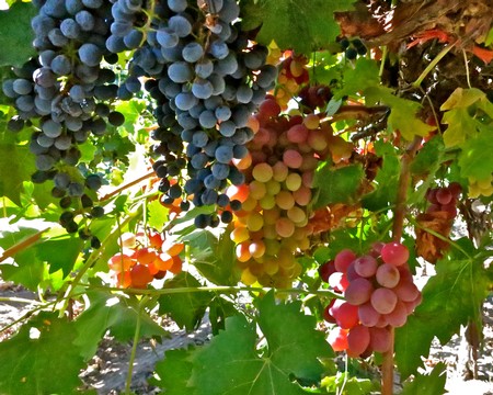 Close-up of ripe and unripe winegrapes on vine in Lodi wine region, California.