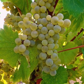 Close-up of a ripe white winegrape cluster on the vine in Lodi, California.