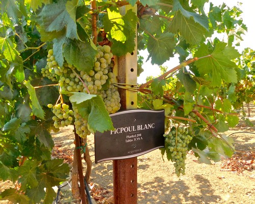 Grapevines with green grapes in a vineyard, labeled Picpoul Blanc, in Lodi, California.