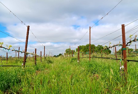 Lodi winegrape vineyard with lush green vines and trellises under a partly cloudy sky.