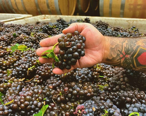 Hand holding ripe Lodi wine grapes over a large container of freshly harvested grapes.