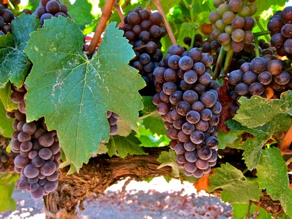 Close-up of ripe purple winegrapes on the vine in Lodi, California, ready for harvest.