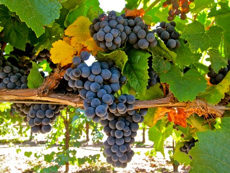 Close-up of ripe dark purple winegrapes on vine in Lodi vineyard, ready for harvest.