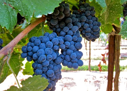 Close-up of ripe dark purple winegrapes hanging on the vine in Lodi, California.
