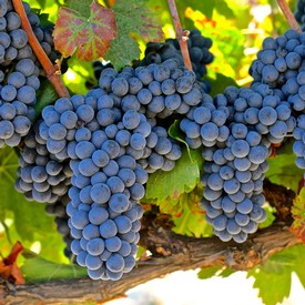 Close-up of ripe dark purple winegrapes on the vine in Lodi, California, ready for harvest.