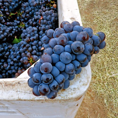 Fresh, ripe Lodi winegrapes in a white container ready for harvest.