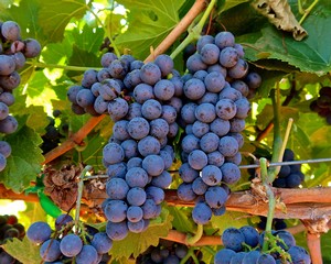 Close-up of ripe purple winegrapes hanging on the vine in a Lodi vineyard.
