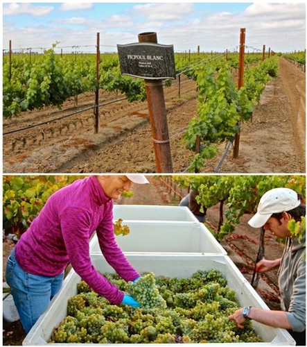 Vineyard and grape harvest scene at Lodi Winegrape Commission with workers collecting grapes.