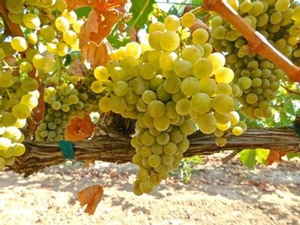 Close-up of ripe green winegrapes hanging on a vine in Lodi, California.