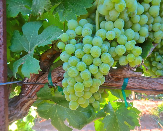 Close-up of a green winegrape cluster on a vine in Lodi, California, showcasing healthy grapes ready for harvest.