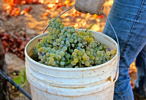 Person harvesting green grapes into a white bucket in a vineyard during fall.