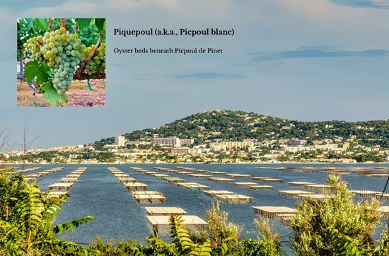 Piquepoul oyster beds beneath Pinet hill in Lodi wine region, California, with vineyard and cityscape in background.