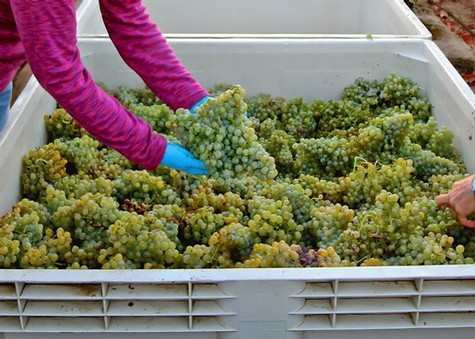 Workers harvest ripe grapes for wine production in Lodi, California, during the grape harvest season.