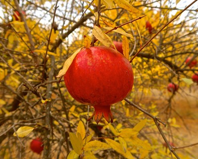 Ripe pomegranate hanging from a branch in a vineyard during fall with yellow leaves.