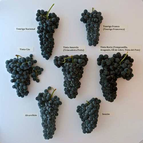 Different Lodi wine grape varieties including Touriga Nacional, Tinta Cão, and Alvarinho shown in the image.
