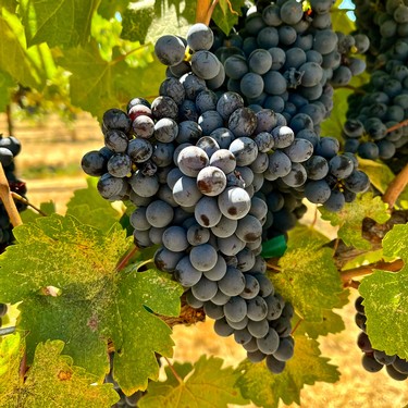 Close-up of ripe dark purple winegrapes hanging on the vine in Lodi, California.