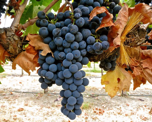 Close-up of ripe dark blue wine grapes hanging on the vine in Lodi wine region.
