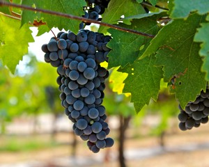 Close-up of ripe dark purple winegrapes hanging from a vine in Lodi, California.