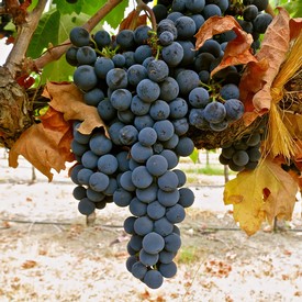 Close-up of ripe dark purple winegrapes hanging on the vine in Lodi, California.
