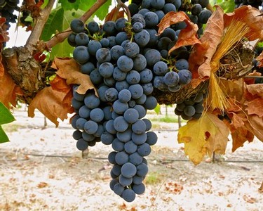 Close-up of ripe dark purple winegrapes on the vine in Lodi, California.