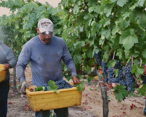 Vineyard worker harvesting ripe grapes in Lodi wine region, California, during harvest season.