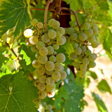 Close-up of a ripe white wine grape cluster hanging from a vine in Lodi, California.