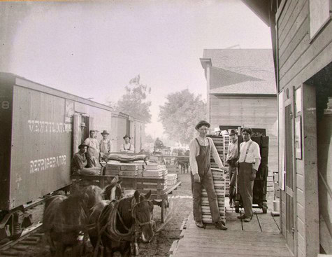 Vintage photo of early 20th-century workers and horses at a Lodi winegrape facility.