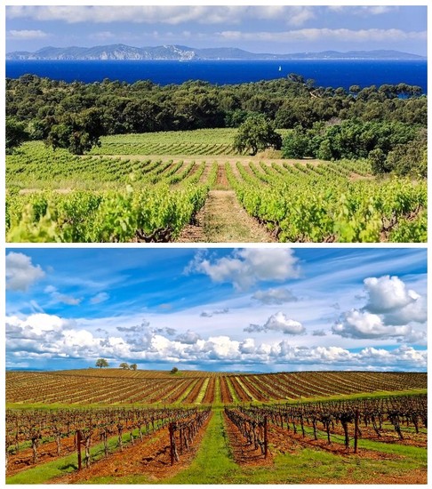 Scenic view of Lodi winegrape vineyards with lush greenery and rolling hills under a blue sky.