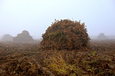Vineyard in Lodi with foggy atmosphere and dry soil, showcasing grape growing conditions in California.