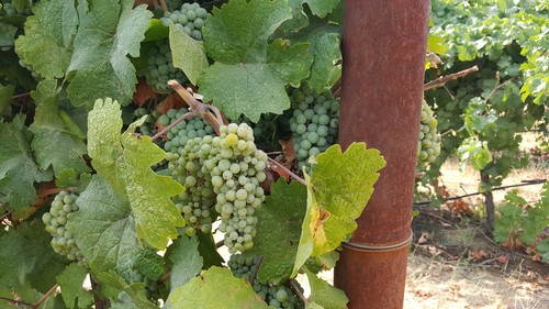 Close-up of green winegrape clusters on a vine in Lodi, California, with lush leaves and a supporting stake.