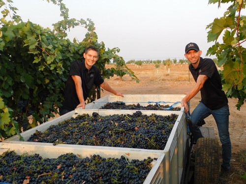 Two workers harvesting grapes in a Lodi vineyard with a large container of freshly picked grapes.