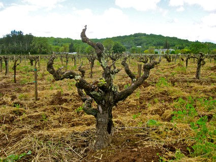 Gnarled wine grape vine in Lodi vineyard with lush green hills in the background.
