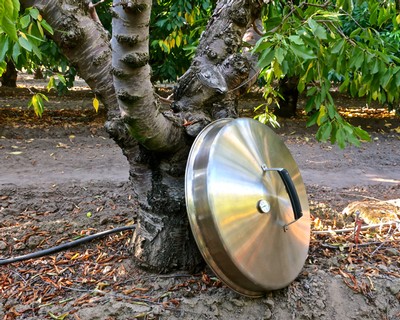 Metal vineyard equipment leaning against a grapevine trunk in a Lodi vineyard.