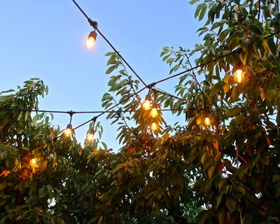 Vineyard with grapevines and string lights at dusk, promoting Lodi winegrapes and local wine industry.