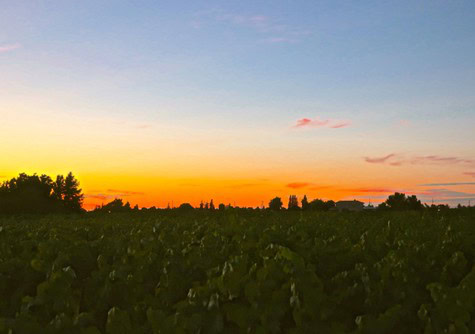 Lodi winegrape vineyard during sunset with vibrant sky and lush grapevines in foreground.