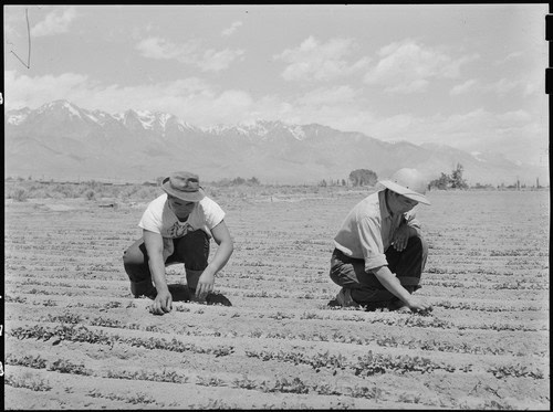 Two workers planting or tending to grapevines in a vineyard with mountains in the background.