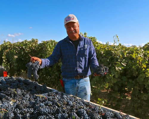 Farmer holding harvested grapes in a vineyard during daytime in Lodi, California.