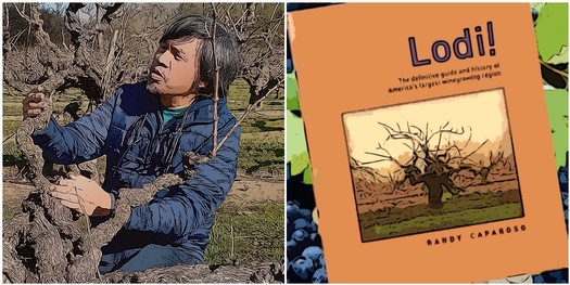 Person inspecting grapevine in Lodi vineyard, emphasizing wine grape cultivation and viticulture.
