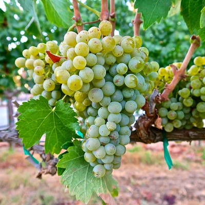 Close-up of a green winegrape cluster hanging from a vine in Lodi, California.