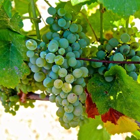 Fresh green winegrapes growing on the vine in Lodi, California, ideal for wine production.
