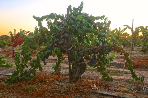 Grapevine in Lodi wine region with lush green leaves and gnarled trunk at sunset.