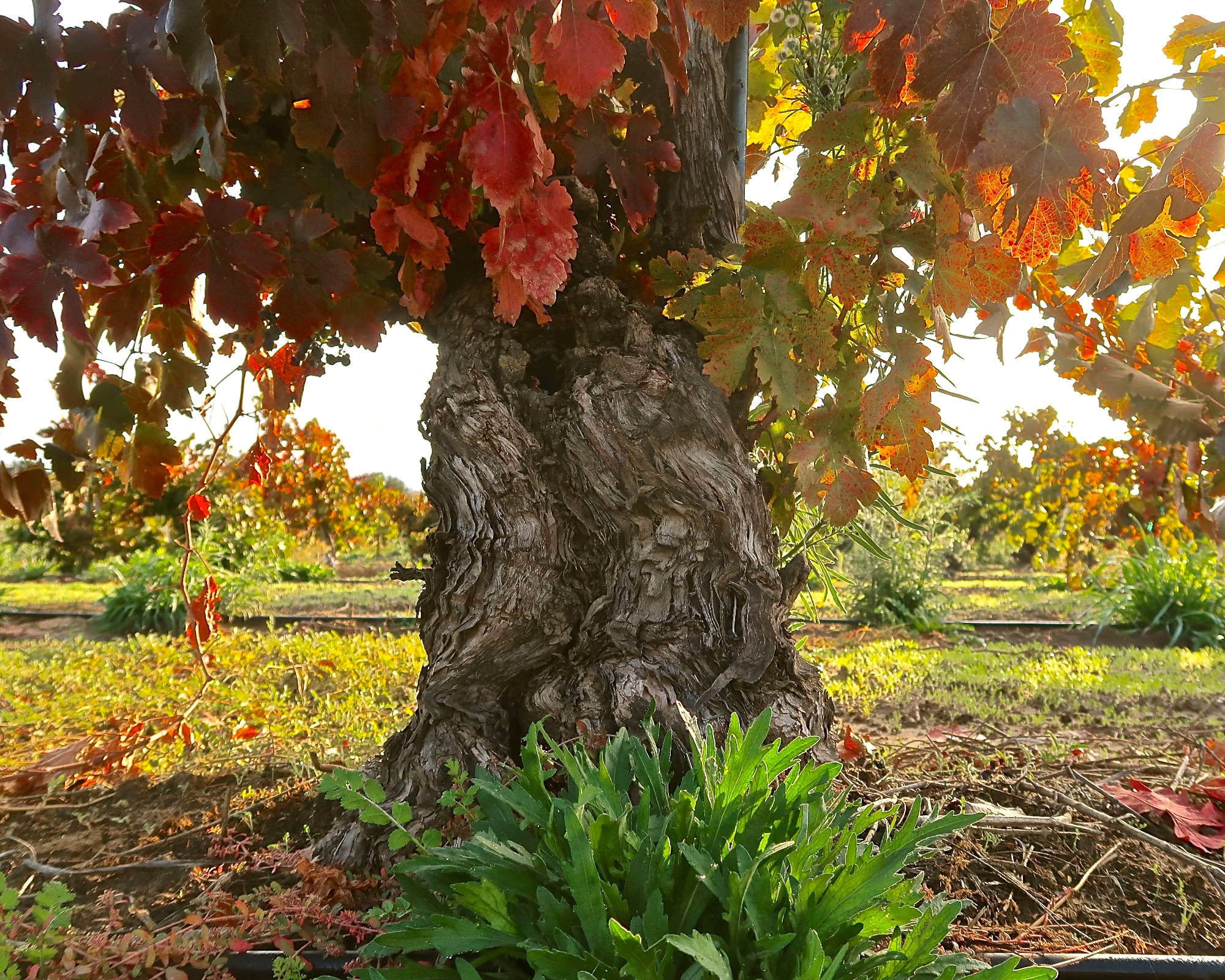 Close-up of a mature grapevine trunk with colorful autumn leaves in a Lodi vineyard.