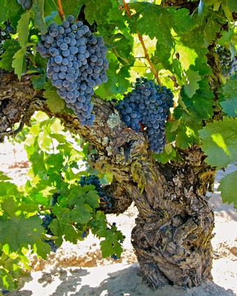 Close-up of a gnarled winegrape vine with ripe blue grapes in Lodi, California.