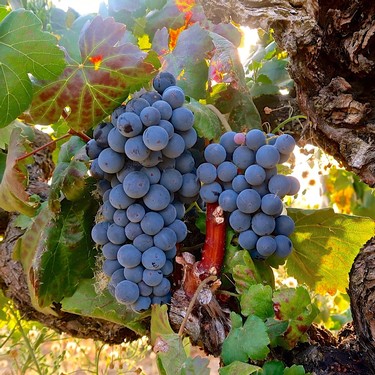 Close-up of ripe blue winegrapes on vine with sunlight filtering through leaves.