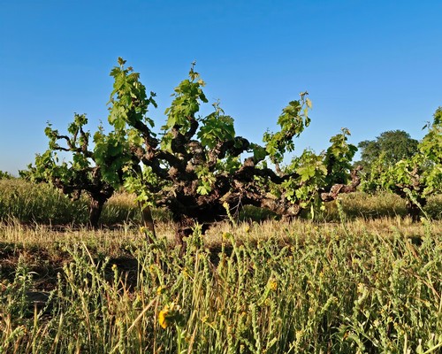 Vineyard in Lodi with lush grapevines under a clear blue sky.